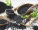 Black2-Seed-Blog-IMG