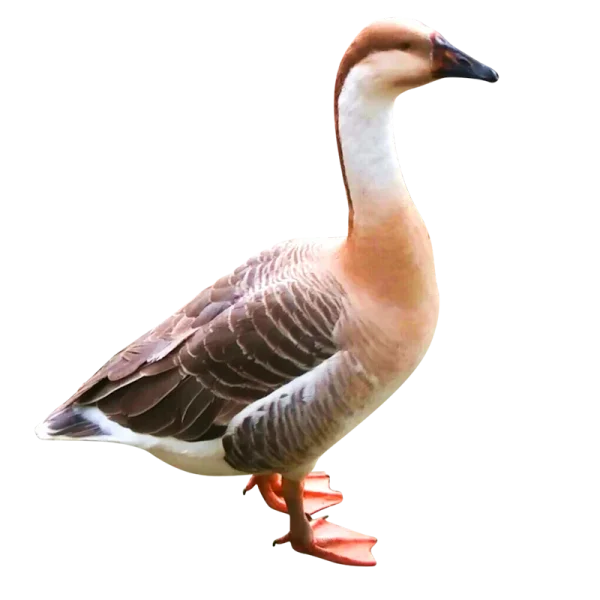 রাজ হাঁস
